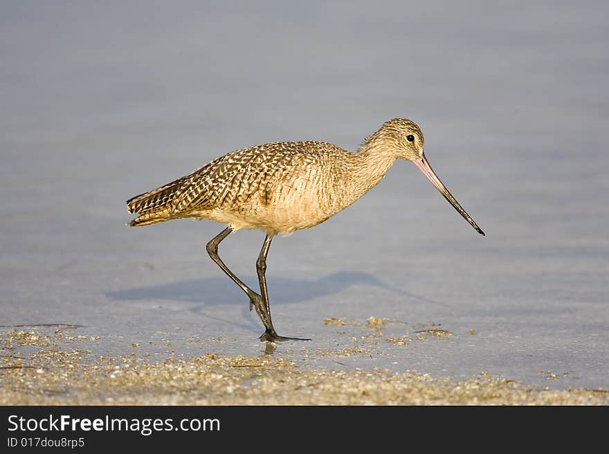 A Marbled Godwit walks along the beach in a tidal pool. A Marbled Godwit walks along the beach in a tidal pool