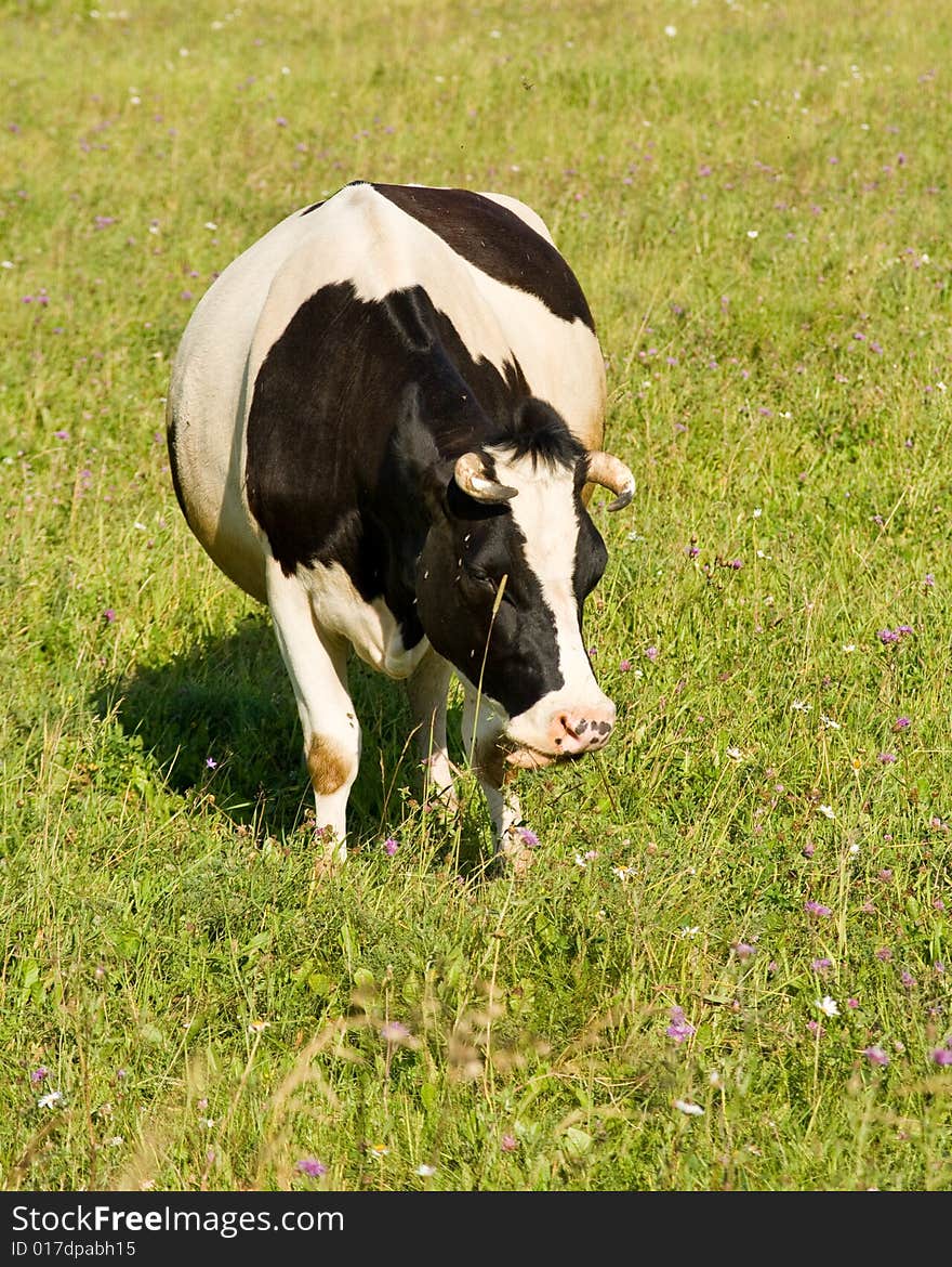 Black and white spotty cow on a meadow. Black and white spotty cow on a meadow