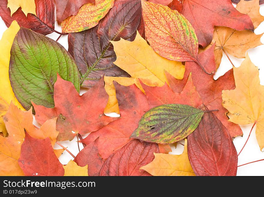 Autumn leaves on a white background. Close-up.