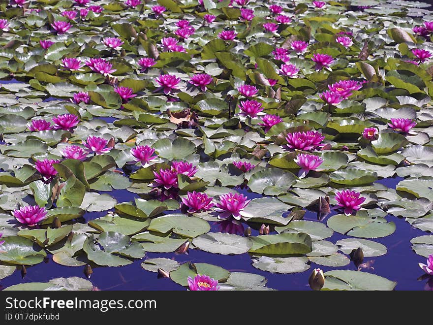 Pink Waterlilys In Corsican Lake - Close-Up