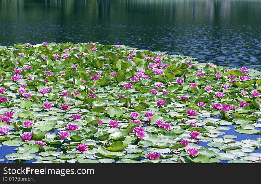 Corsican Lake and Waterlilys