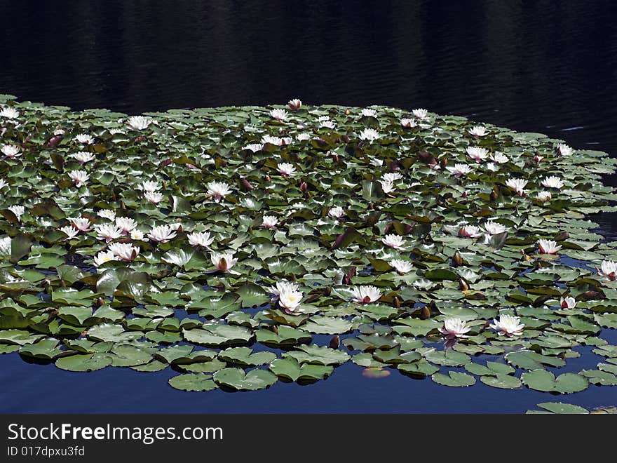 Water Flowers