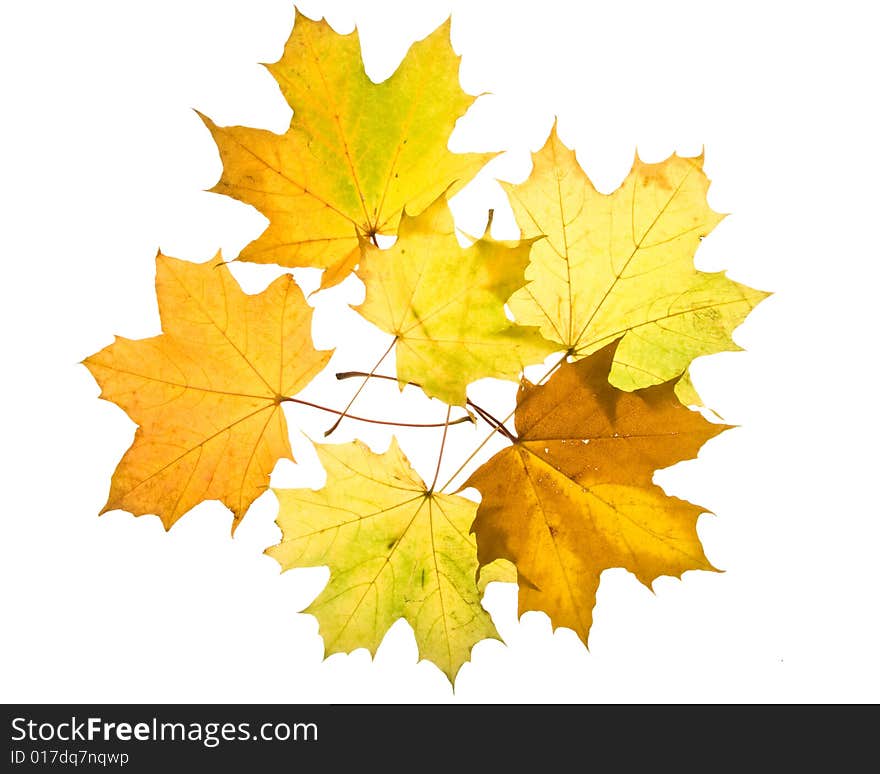 Autumn leaves on a white background. Close-up.