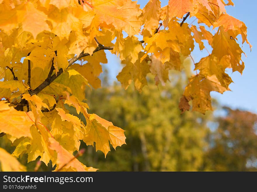 Background from autumn leaves. Outdoor close up.