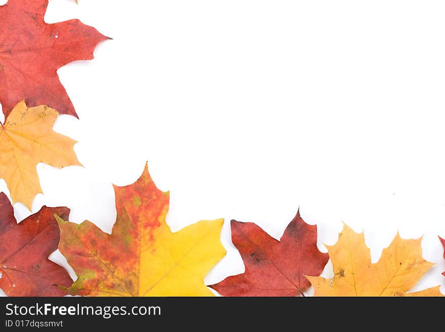 Autumn leaves on a white background. Close-up.