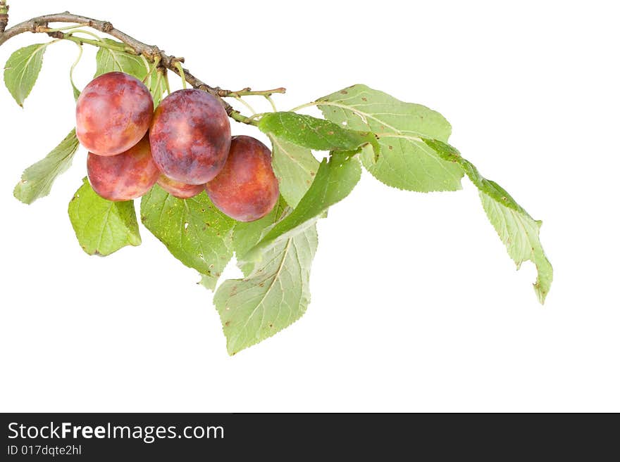 Fresh appetizing plums