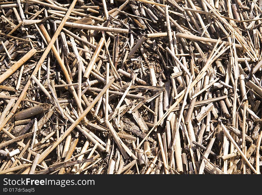 Cane and sand background (summer background). Cane and sand background (summer background)