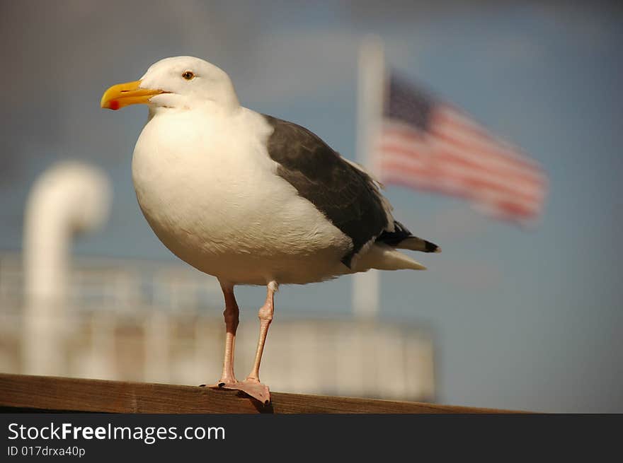 A seabird sitting on hedges, the national flag of the USA is waving in the wind. A seabird sitting on hedges, the national flag of the USA is waving in the wind