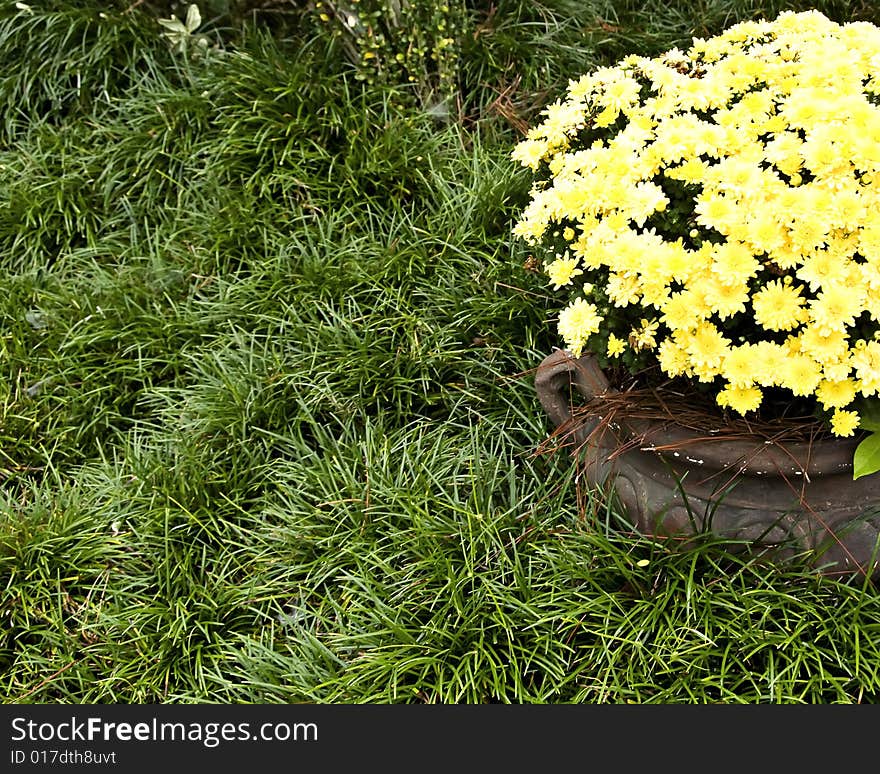 Pot Of Mums