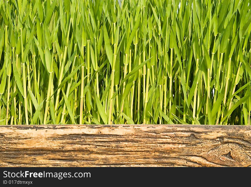 Green Stalks