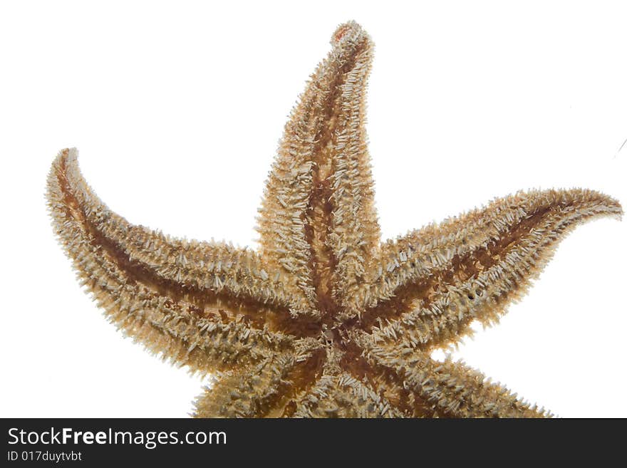 An isolated image of sea star