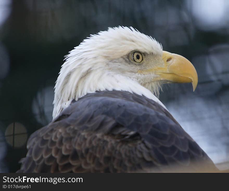 Bald Eagle