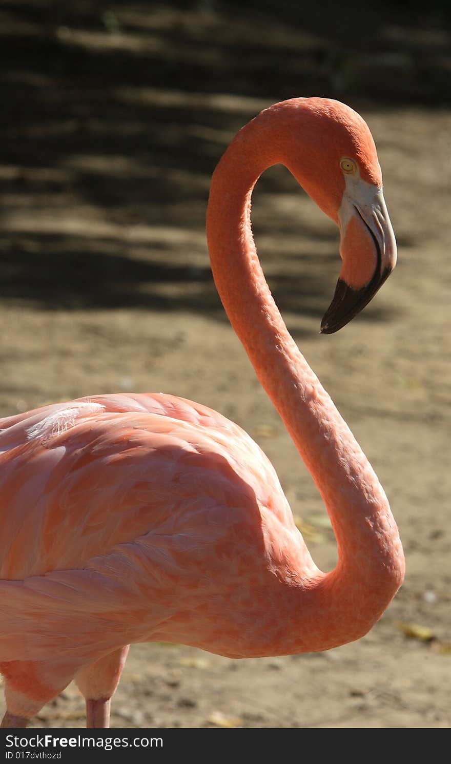 The head and body of a pink flamingo