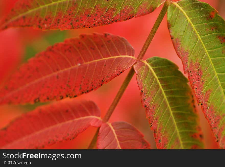 Close up of red leaf among fall leaves,shallow DOF, focus on the leaf