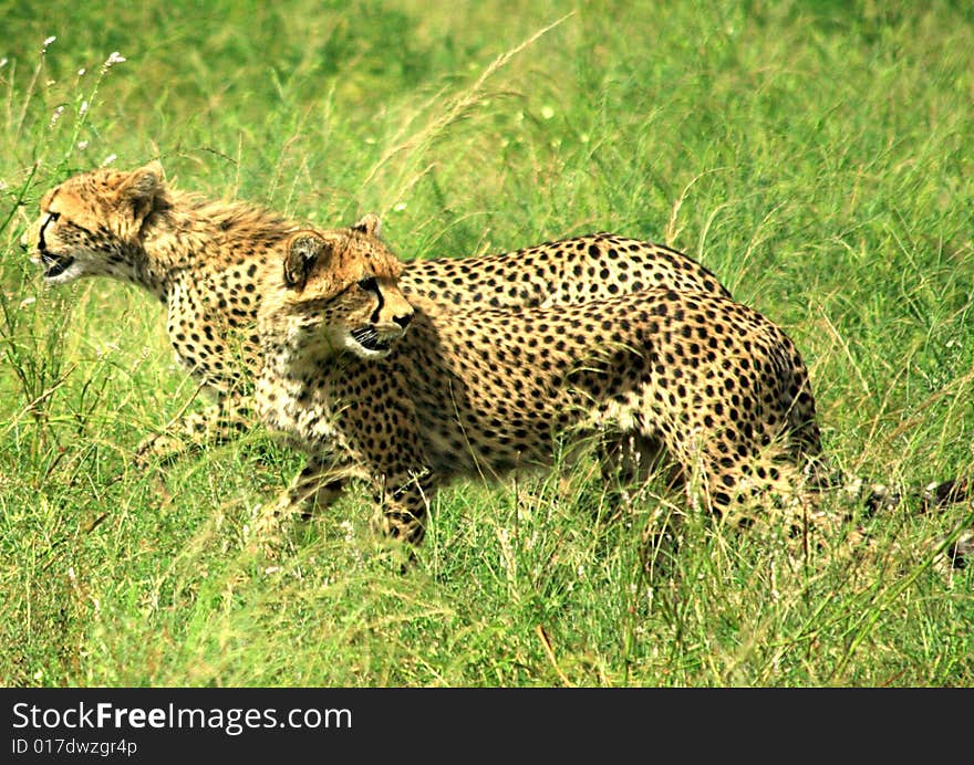 Two cheetahs running through the grass Samburu National Park Kenya