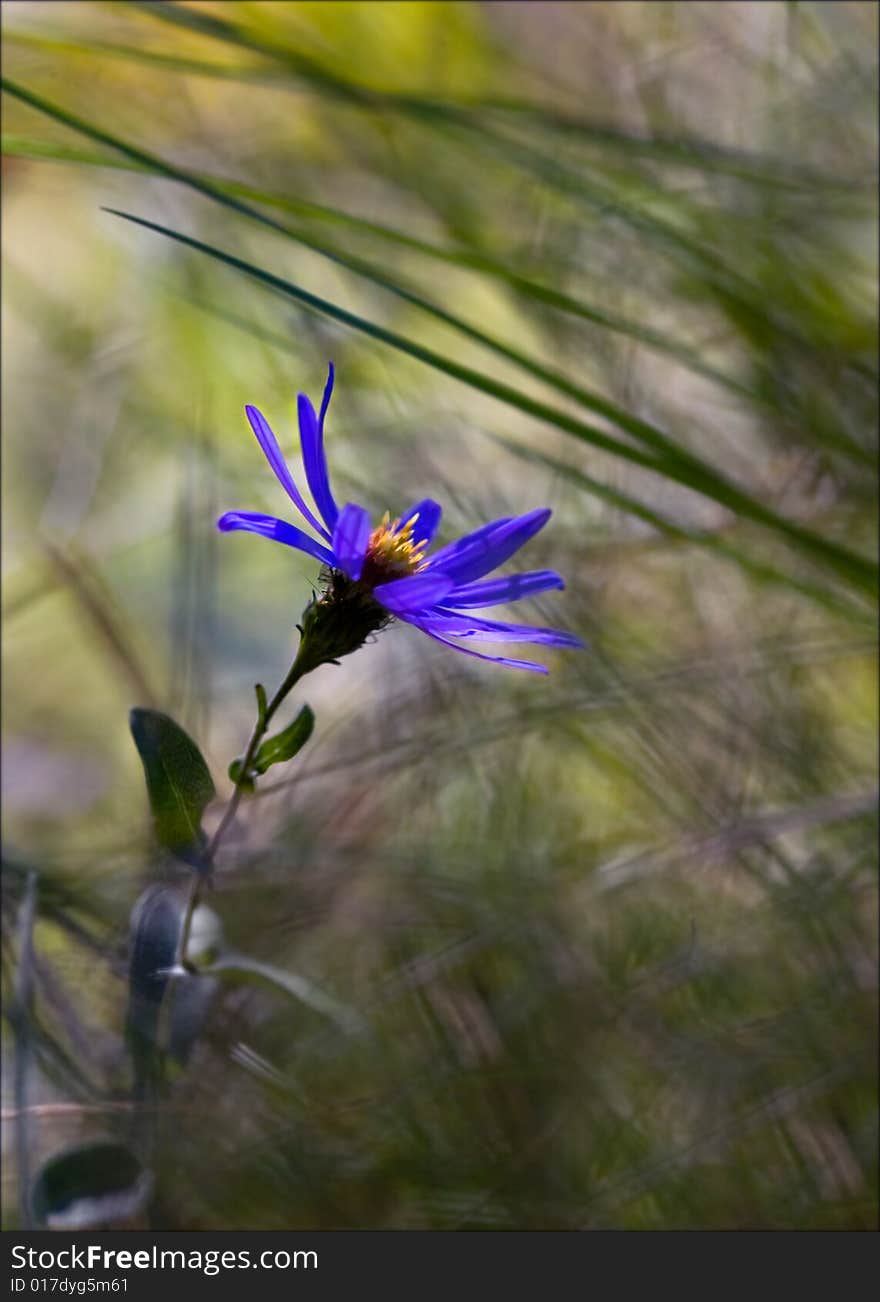 Picture of a blue flower growing through the grass. Picture of a blue flower growing through the grass.