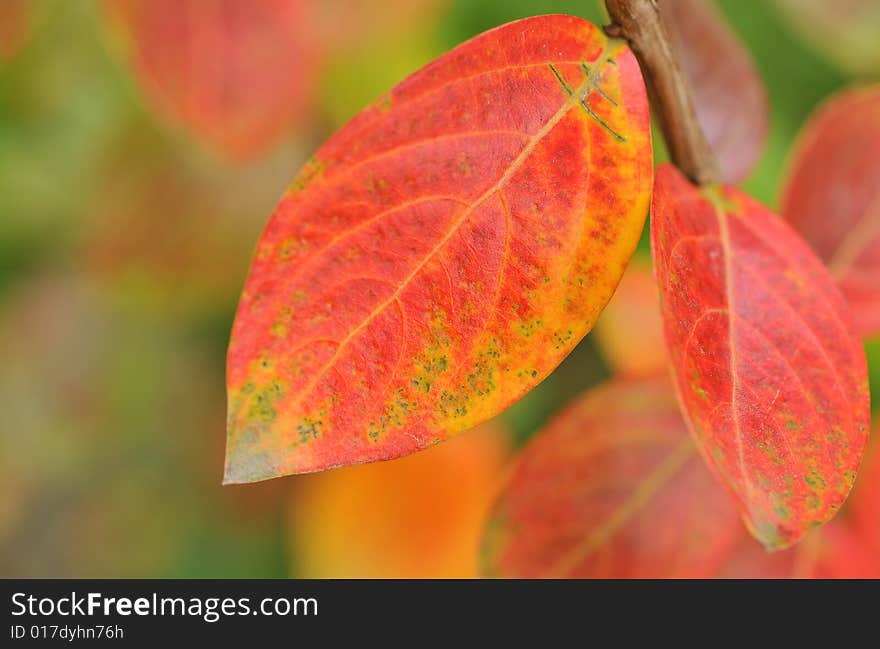 Close up of red leaf among fall leaves,shallow DOF, focus on the leaf