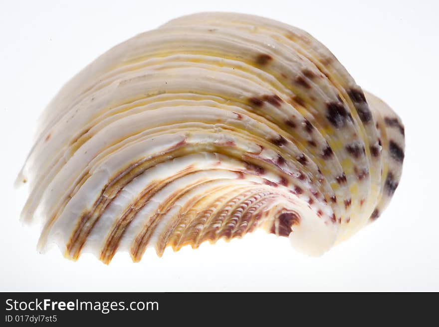 Conch Shell on Isolated White Background