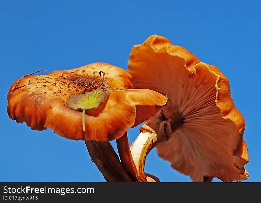 Honey agarics are autumn mushrooms. Grow in the places of felling of the forest. Honey agarics are autumn mushrooms. Grow in the places of felling of the forest.