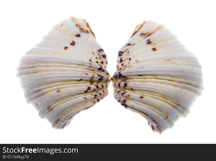 Conch Shell on Isolated White Background