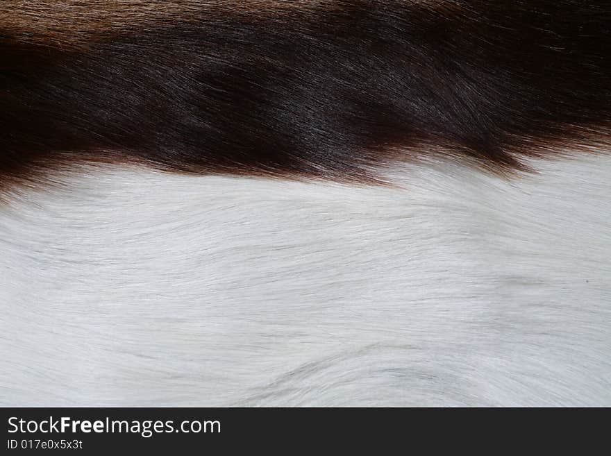 Antelope  fur