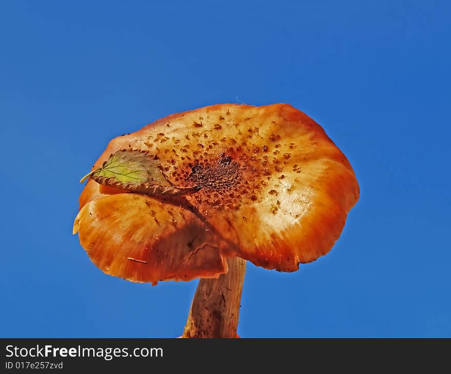 Honey agarics are autumn mushrooms. Grow in the places of felling of the forest. Honey agarics are autumn mushrooms. Grow in the places of felling of the forest.