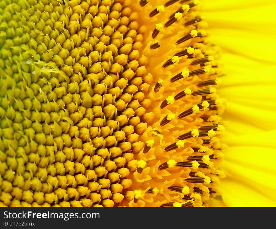 Inflorescence of sunflower is demonstrated by efficiency in nature. Inflorescence of sunflower is demonstrated by efficiency in nature.