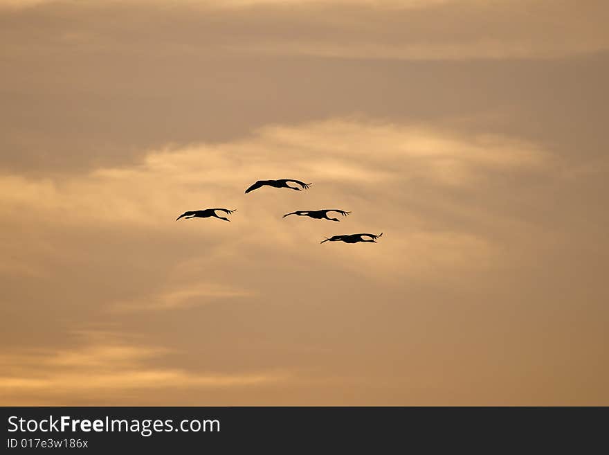 Flying cranes (Grus grus)