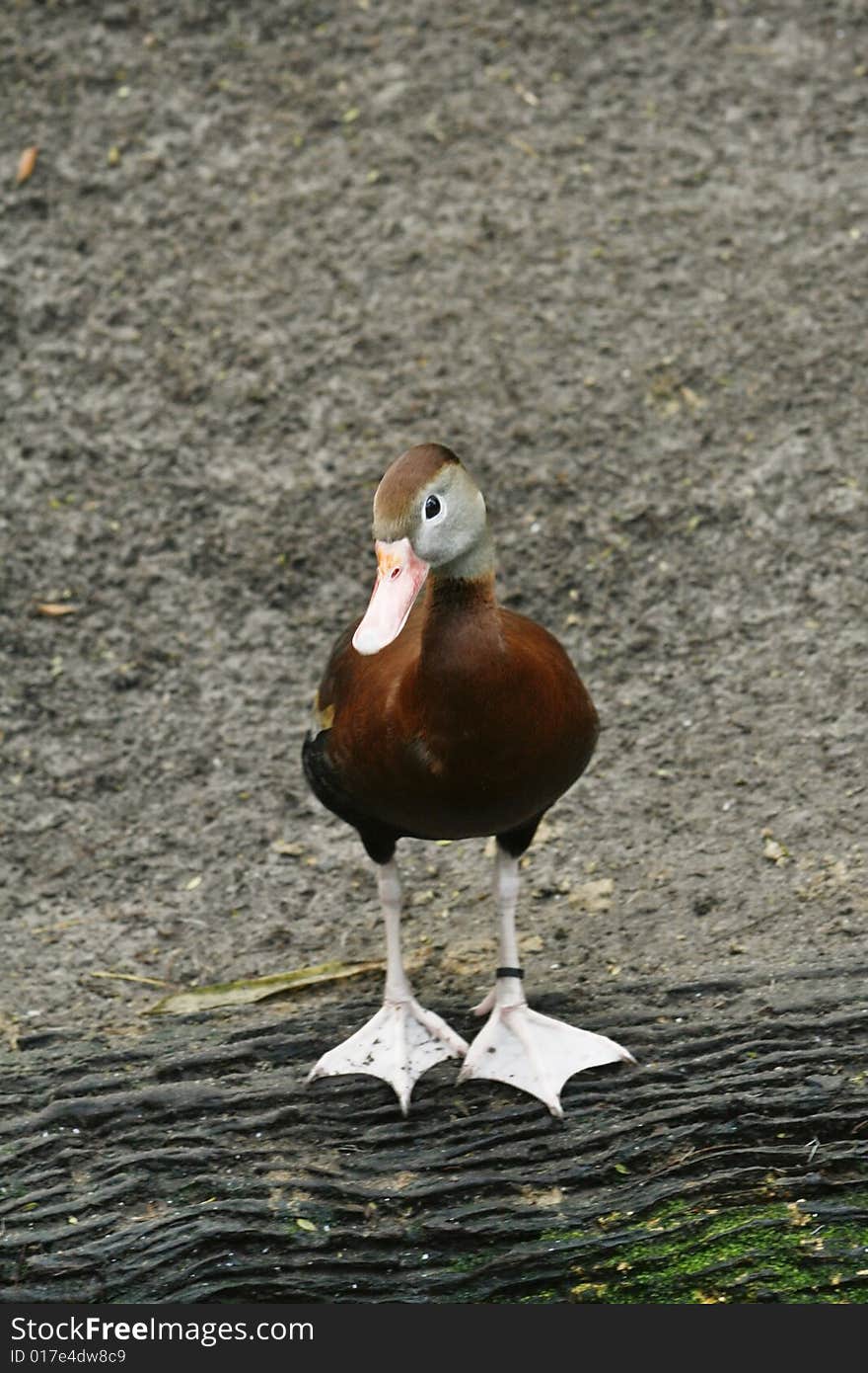 Brown Duck