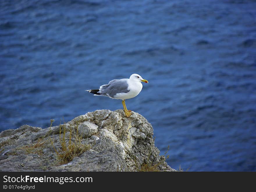 Seagull portrait