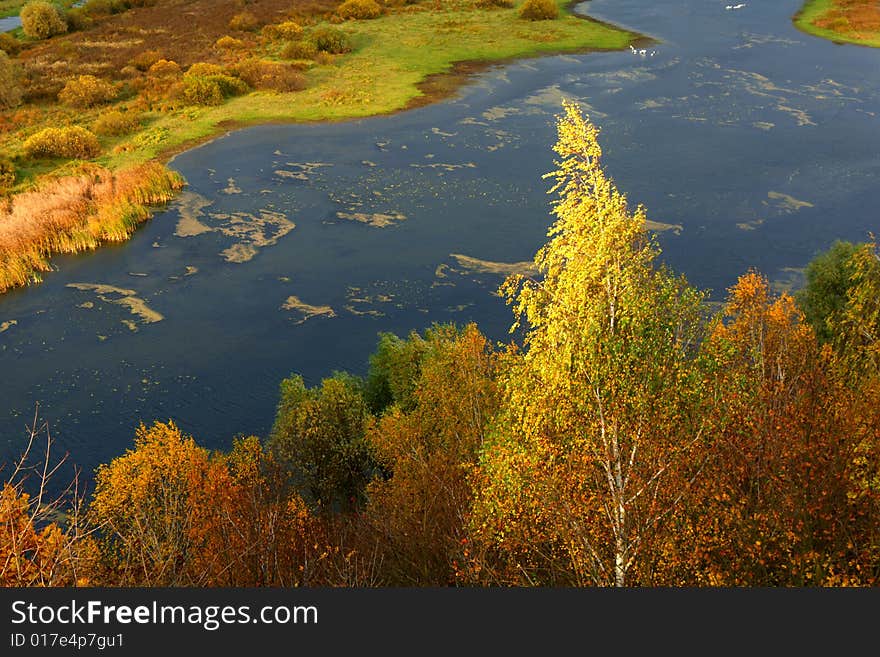 River on a background of a wood. River on a background of a wood