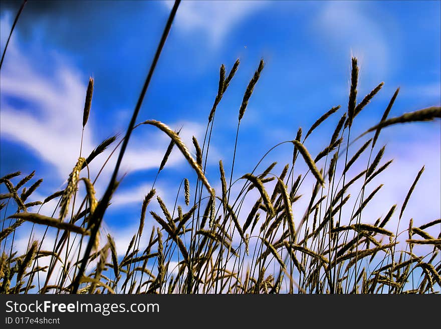 Beautiful wheat reaching upwards against a sky of creamy blue. Beautiful wheat reaching upwards against a sky of creamy blue.