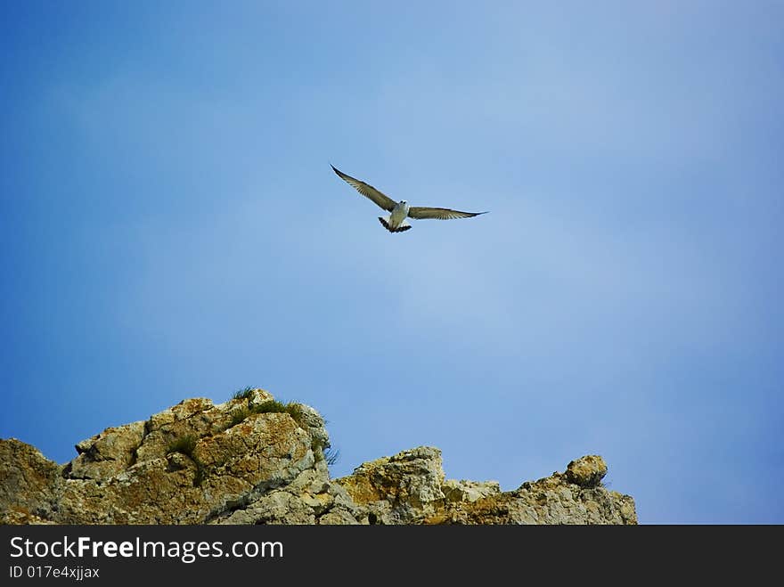 Seagull over rocks