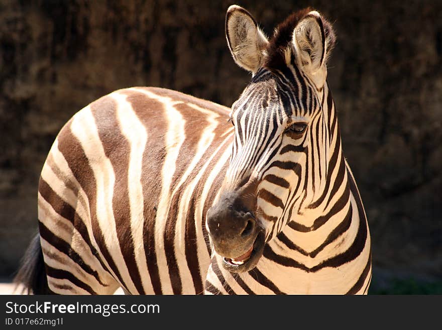 Zebra