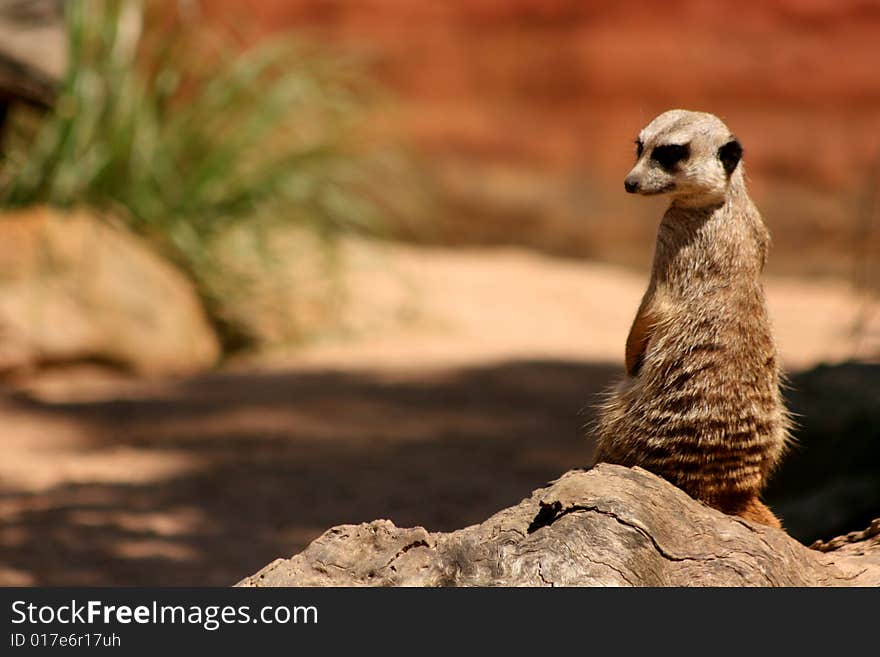 A Meerkat watching over its family. A Meerkat watching over its family