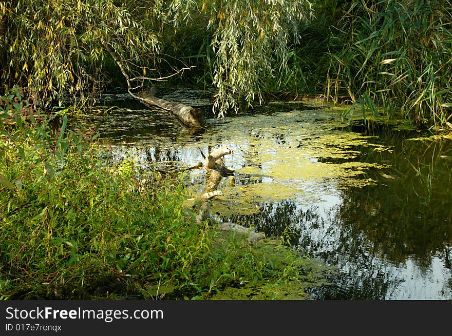 Trunquil river