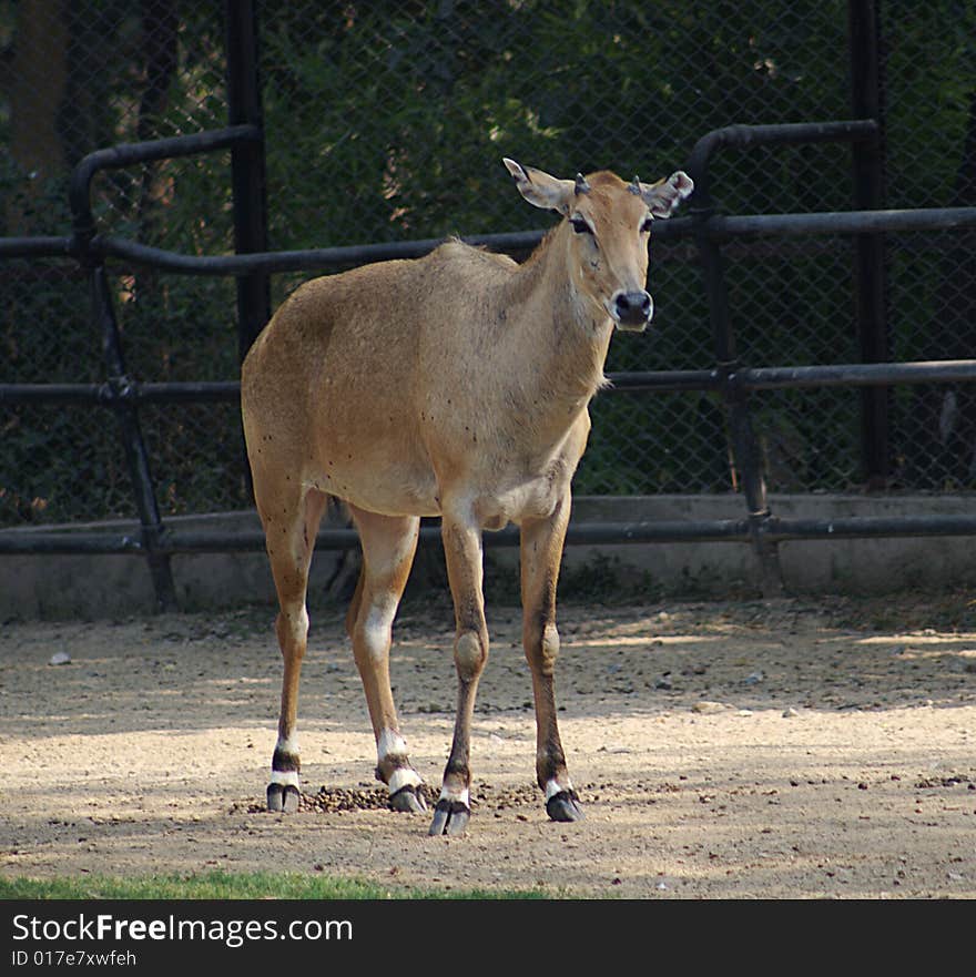 Nilgai