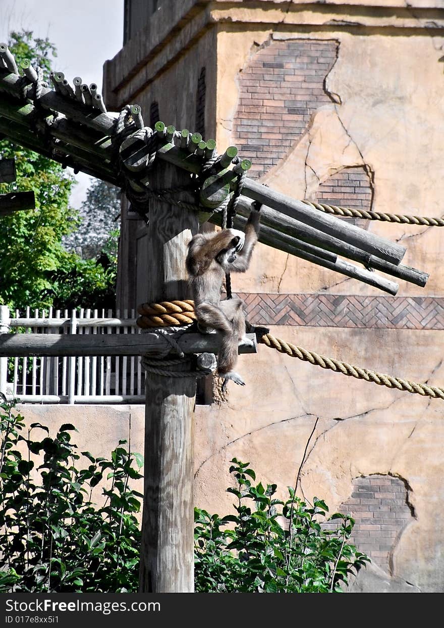 A monkey in a zoo on play equipment. A monkey in a zoo on play equipment.