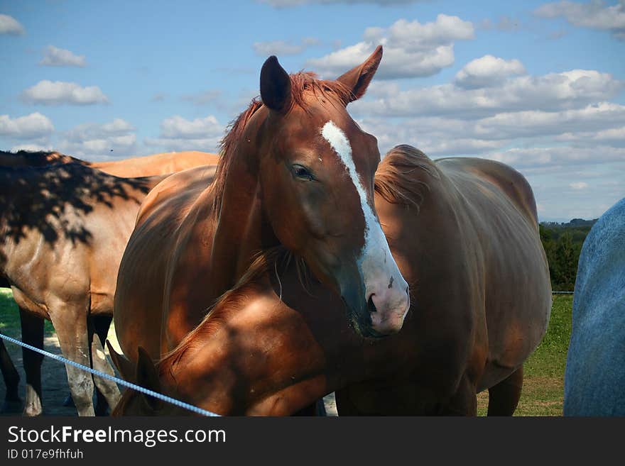 Brown horse with some friends. Brown horse with some friends