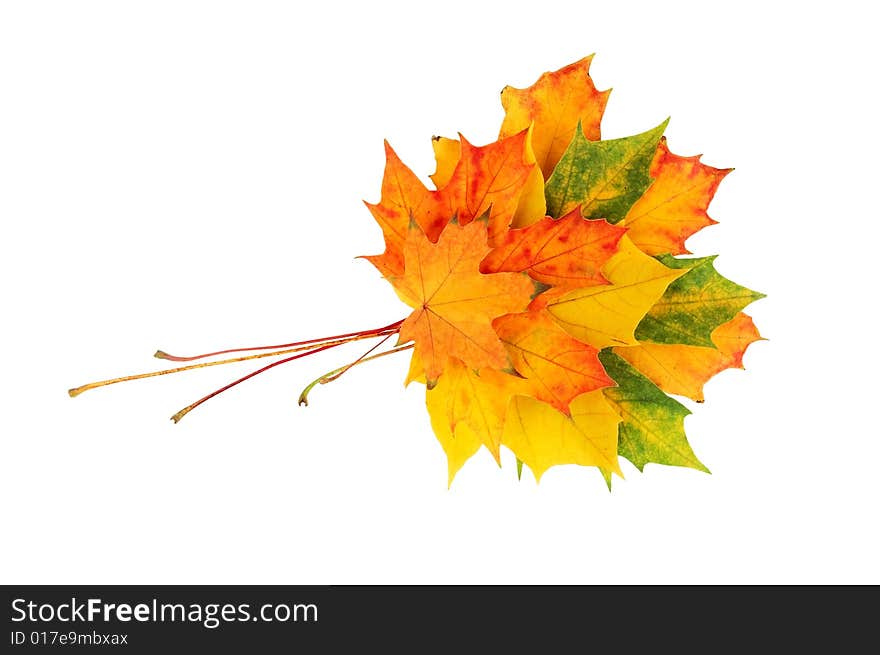 Beautiful leaves isolated on a white background