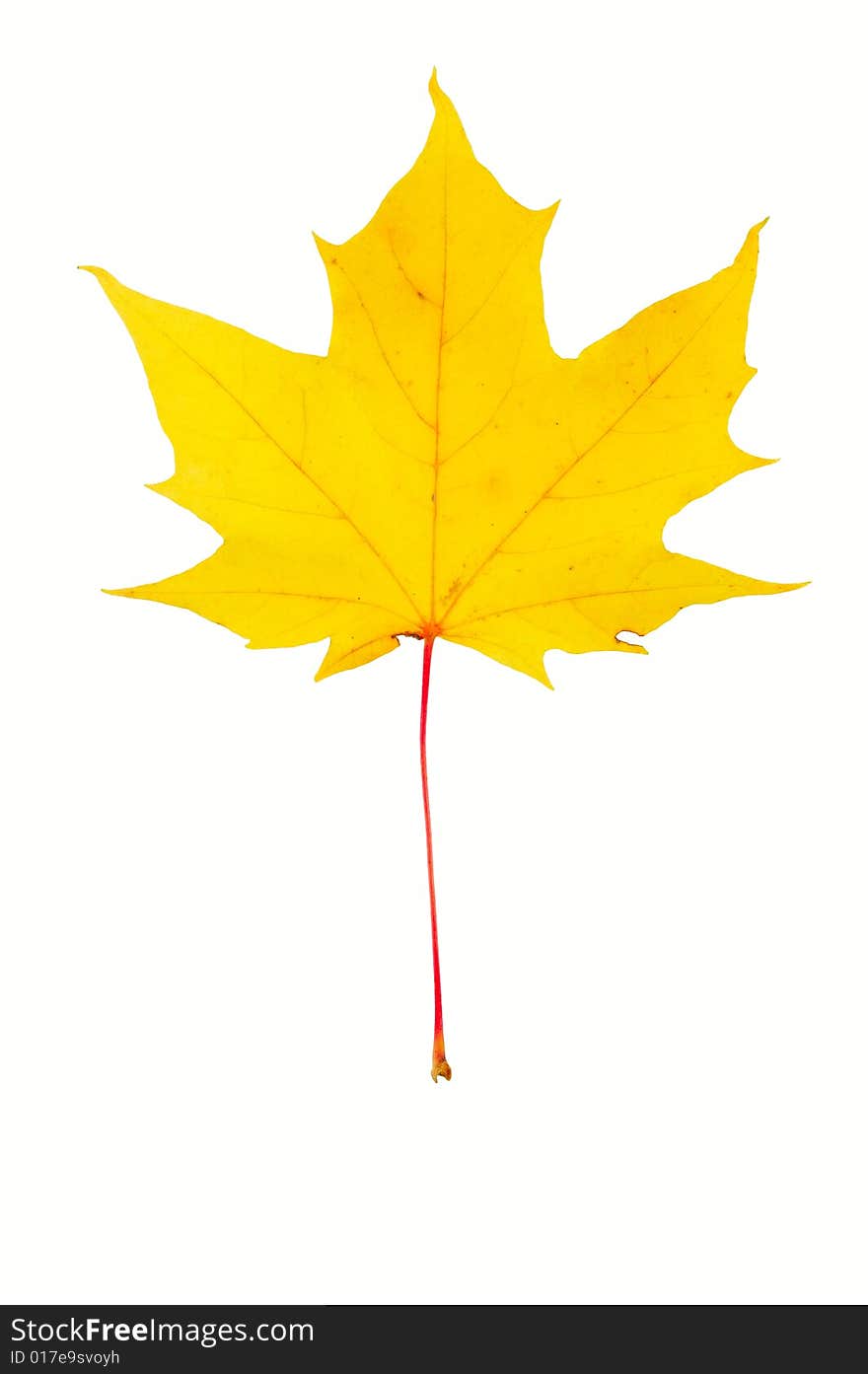 Beautiful leaves isolated on a white background