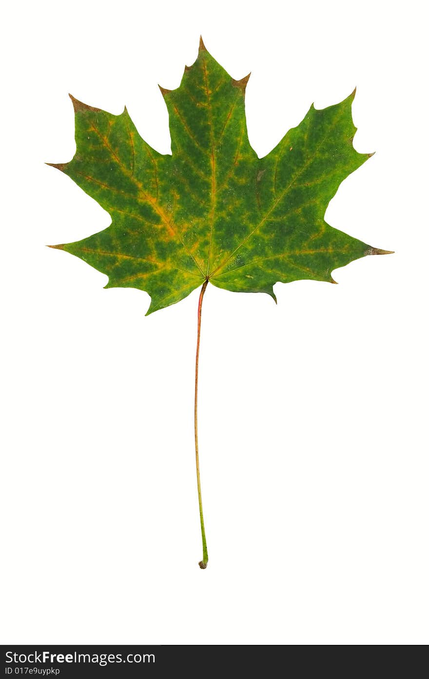 Beautiful leaves isolated on a white background