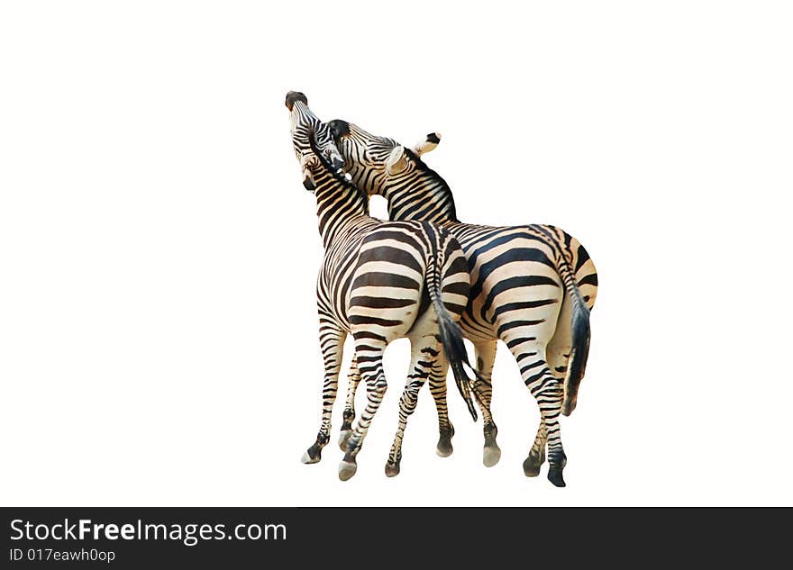 Two zebras on the walk