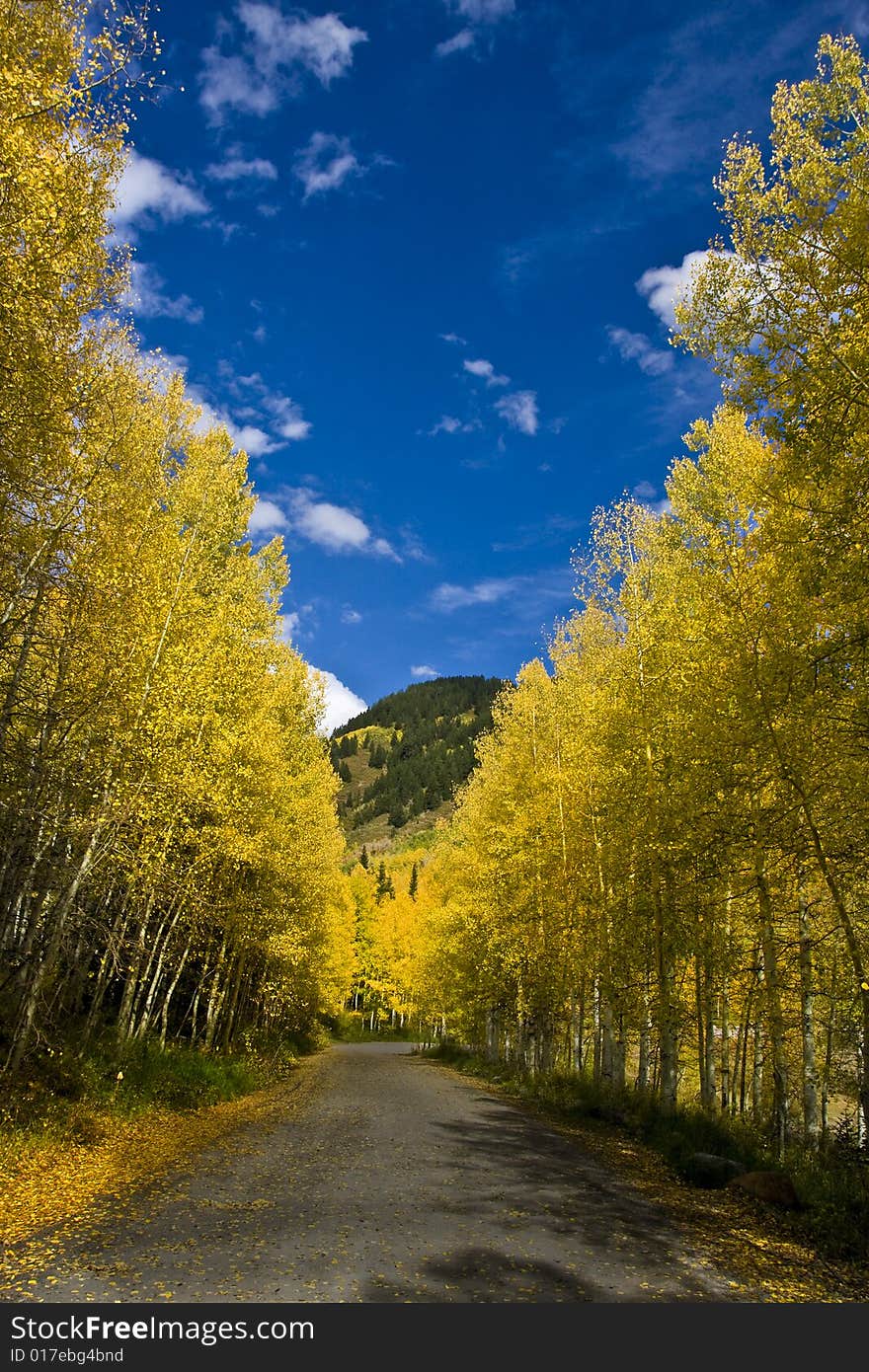 High mountain road in the fall showing all the fall colors. High mountain road in the fall showing all the fall colors