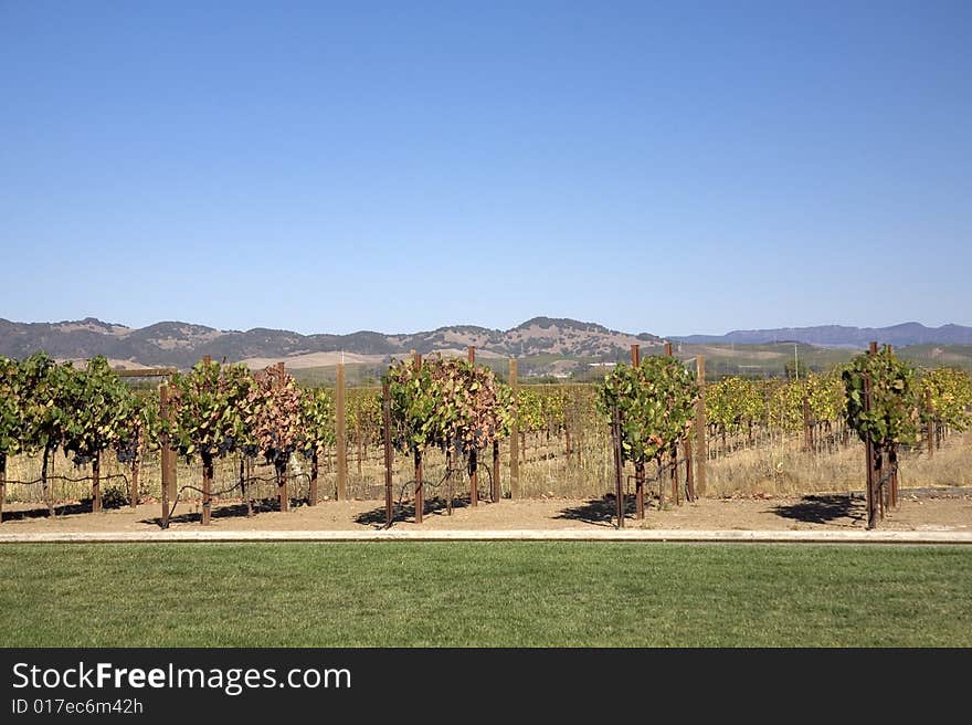 Vineyard in early fall on a sunny day. Vineyard in early fall on a sunny day