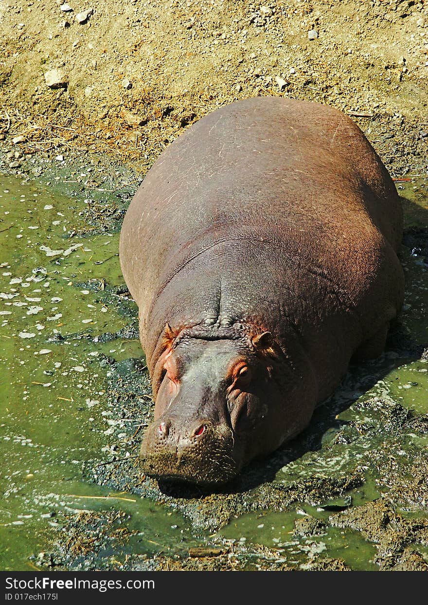 A hippo in the mud