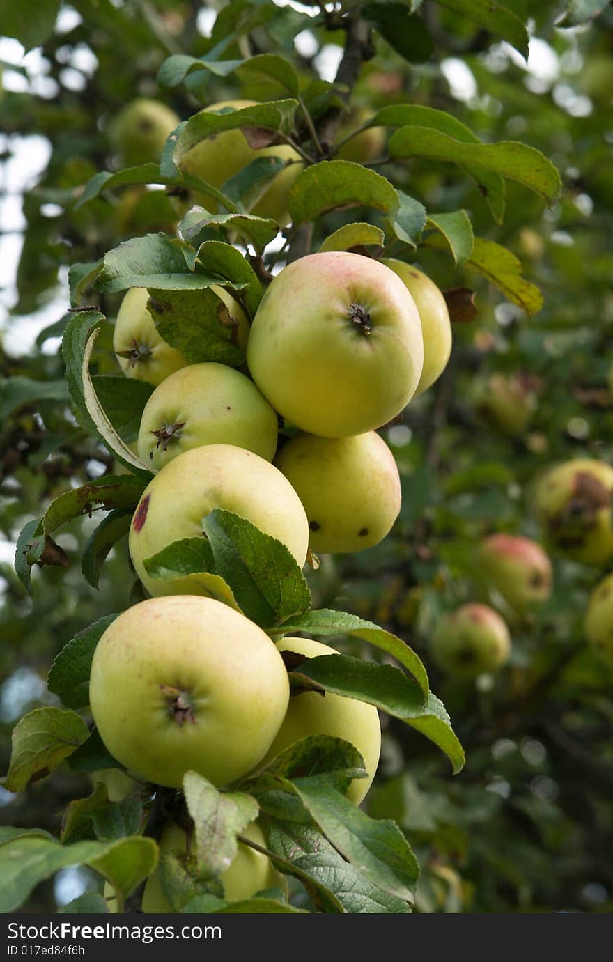 Few apples on tree branch