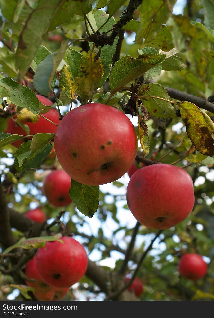 Few red apples on tree branch