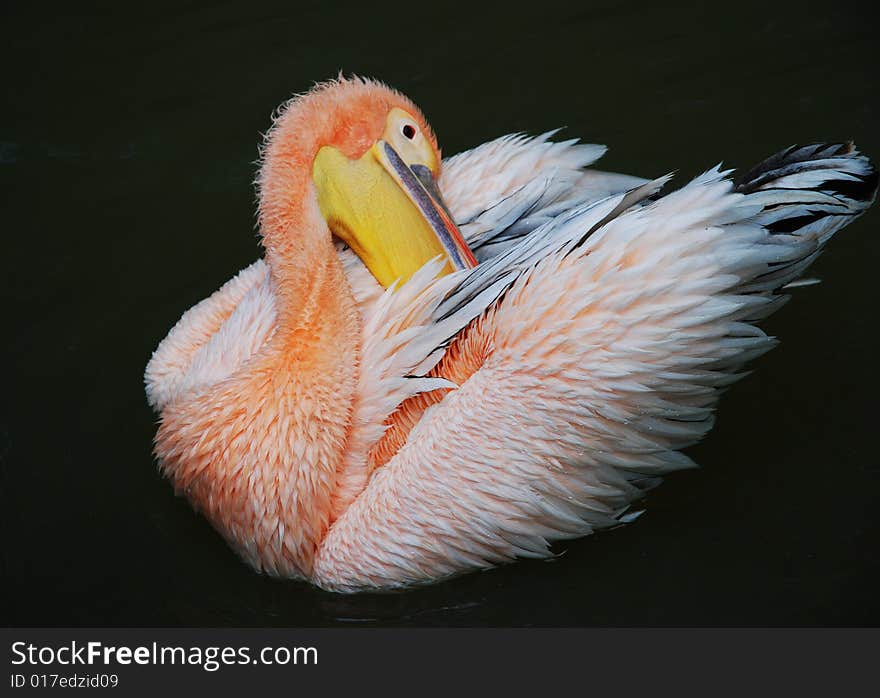 Pelican