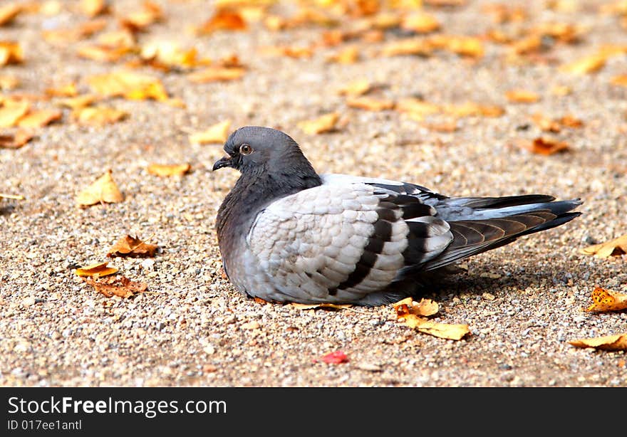 A gray pigeon on ground in a park in Berlin